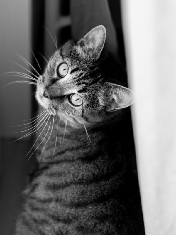 portrait de chat