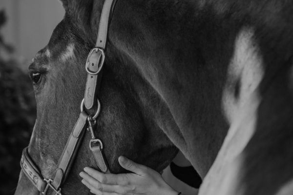 Portrait d'un cheval