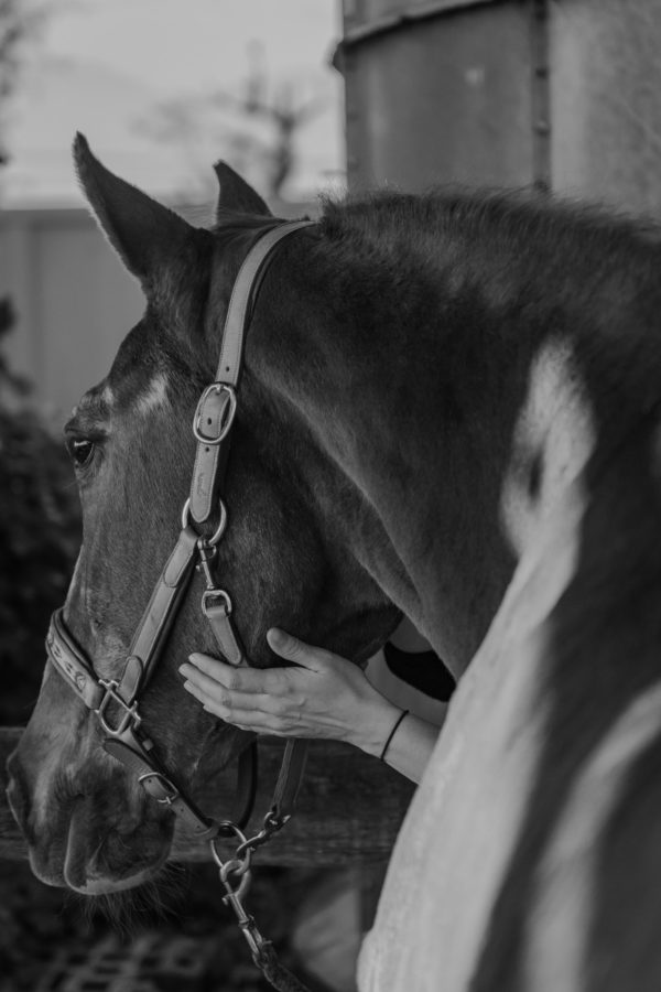 Portrait d'un cheval