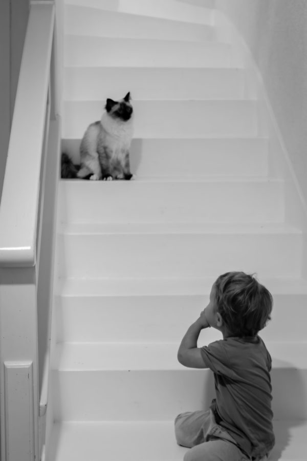 Portrait de chat et enfant