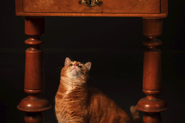 Shooting studio de chat