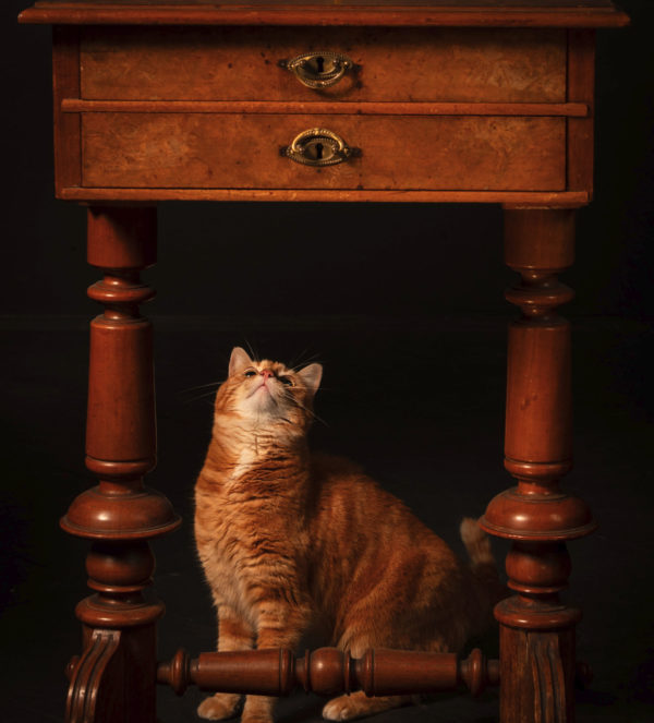 Shooting studio de chat